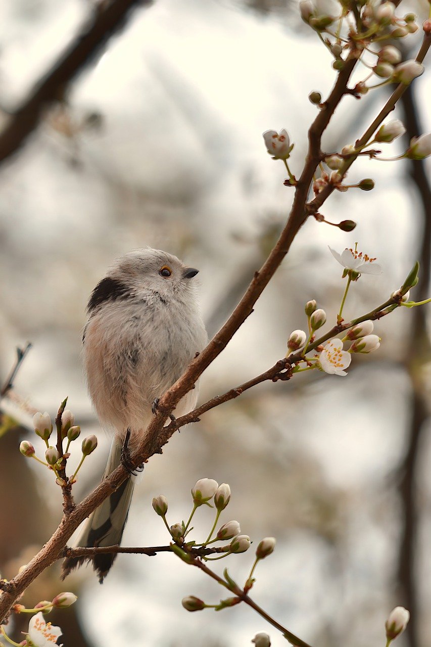 bird, winged, pen-8666099.jpg